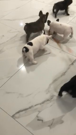 Frenchies in Hialeah, Florida
