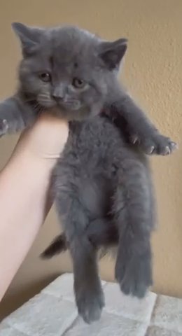 Scottish Straight Kitten in San Antonio, Texas
