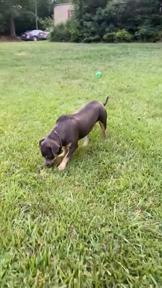 Blue Tri Female in Shelby, North Carolina