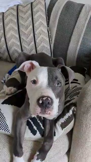 Pitbull puppy in Nashville, Tennessee