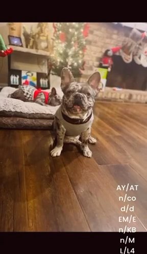 Merle Fluffy Carrier Stud in Baton Rouge, Louisiana