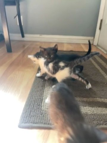 kittens for sale! in Jurupa Valley, California