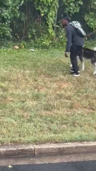 Siberian Husky in Baltimore, Maryland