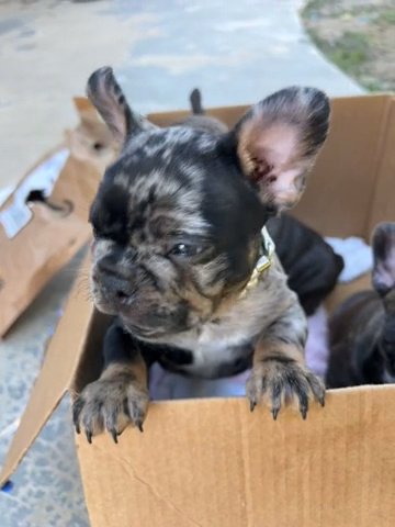 Frenchie love ❤️ in Tulare, California
