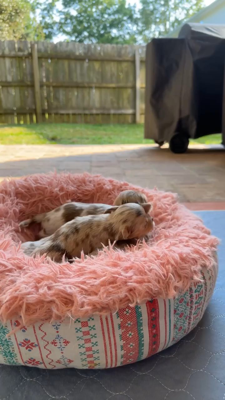 Adorable Chihuahua puppies in Philadelphia, Pennsylvania