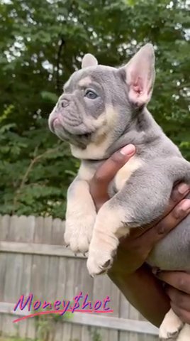Lilac Tan Fluffy Carrier & Testable Chocalate French Bulldog in Indianapolis, Indiana