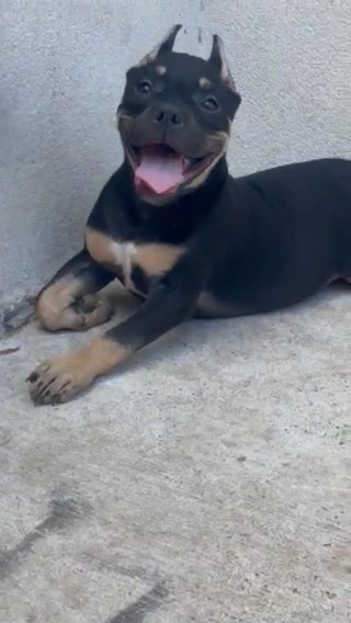 Dutchess Available in Edinburg, Texas