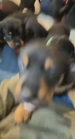Doberman Puppies in Marysville, Washington