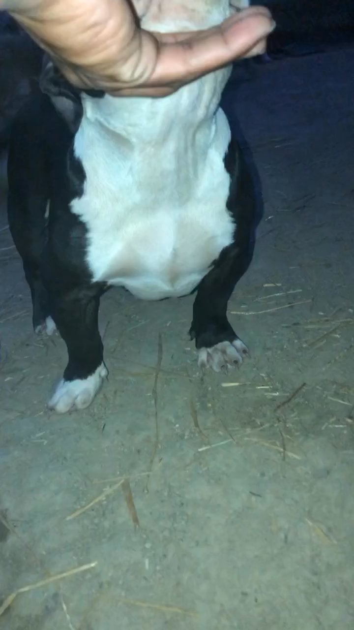 Male 4 months in Cincinnati, Ohio
