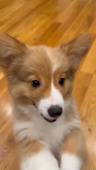 Puppy Corgi in Brooklyn, New York