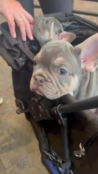 Frenchie Puppies Looking For Loving Homes in Pittsburgh, Pennsylvania