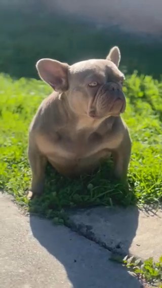 Isabella & Tan Frenchie Female Available in San Jacinto, California