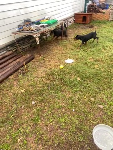Full Blood Doberman Puppies in College Station, Texas