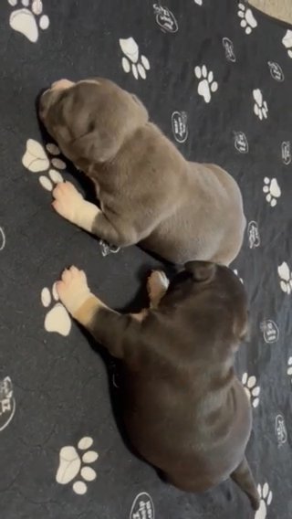 Micro American Bully Pups in Zanesville, Ohio