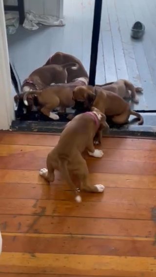 Puppies in New York City, New York