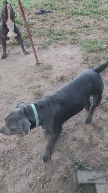 XL American Bully in Birmingham, Alabama