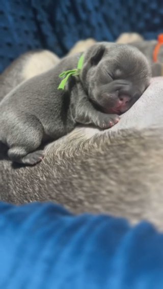 Big Rope French Bulldogs in Glendale, Arizona