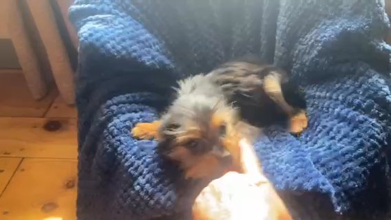 TINY TEACUP Morkie Female in Archdale, North Carolina