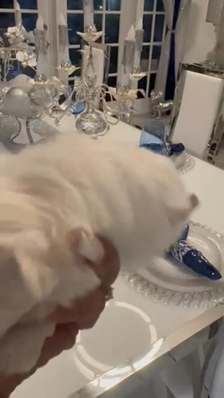Toy Maltese Baby Girl Female in Orlando, Florida