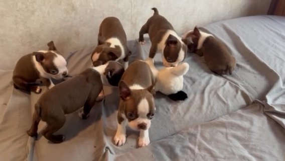 Boston Terrier in Oroville, California