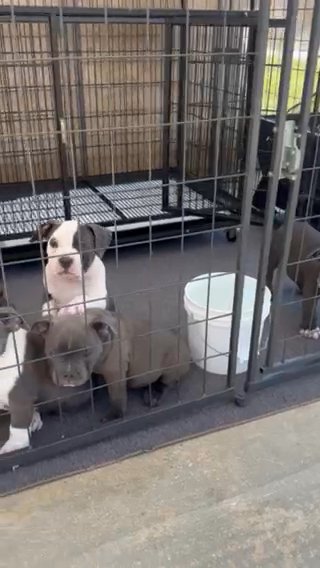 American Bully Puppies in Porterville, California