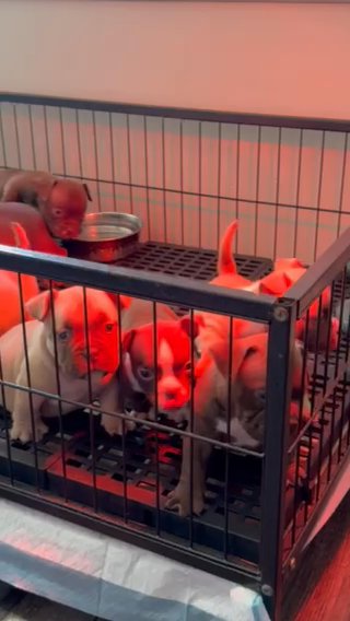 American Bully Puppies in Rancho Cucamonga, California