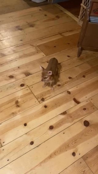 Small Chorkie Male in Archdale, North Carolina