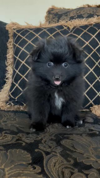 7 Week Old Pomeranian in Houston, Texas