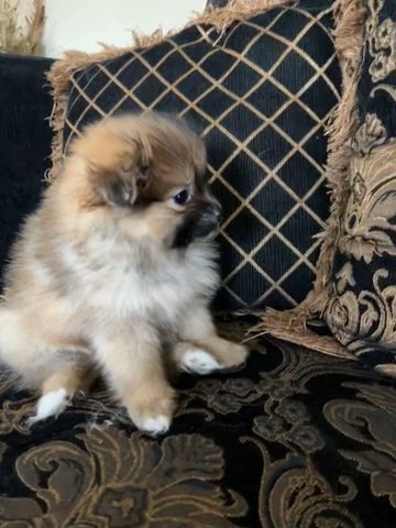 7 Week Sable Pomeranian For Sale in Houston, Texas