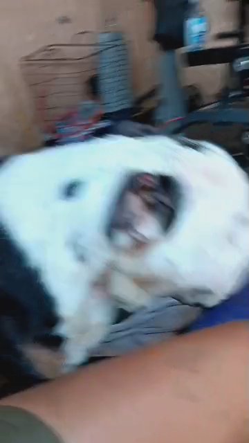 olde English bulldog male in Visalia, California