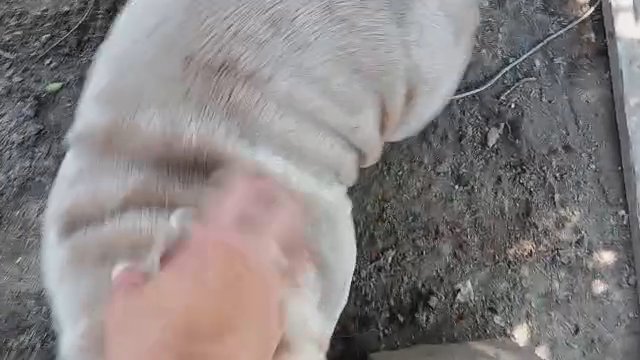 old English bulldog female in Visalia, California