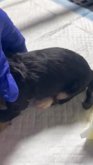 Long Haired Tri Color Female Mini Dachshund in Montgomery, Alabama