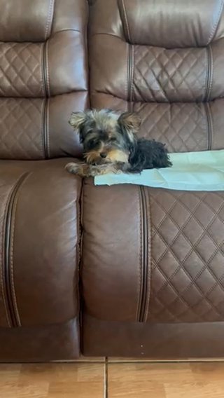 Yorkie in Riverside, California