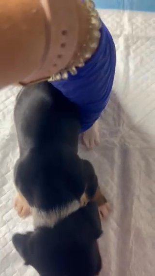 Smooth haired Female Mini Dachshund in Montgomery, Alabama