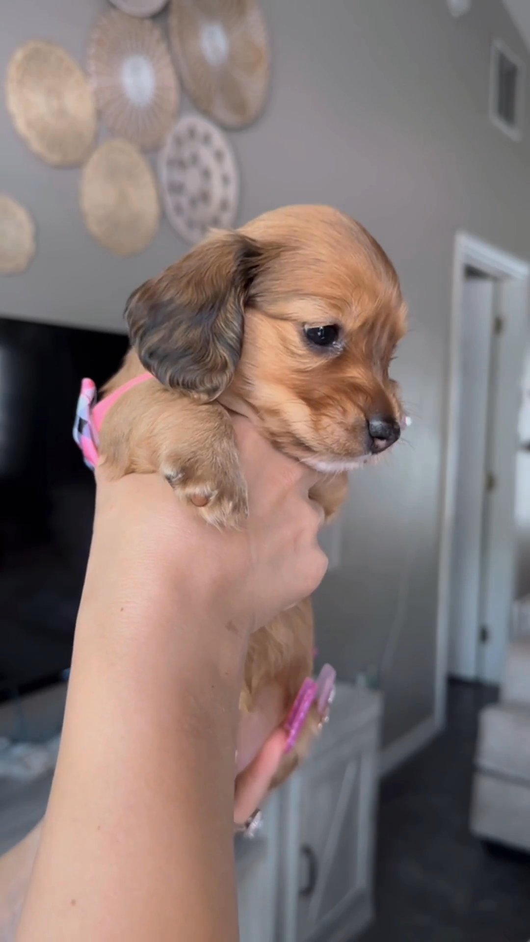 Aura - Mini chocolate based shaded red long-haired dachshund in The Villages, Florida