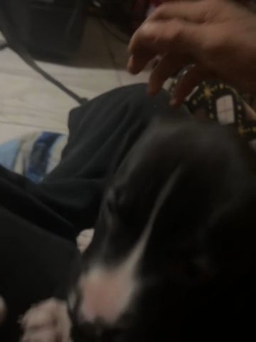 Catahoula bully in St. Louis, Missouri
