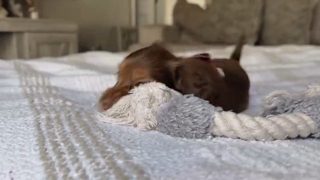 Vincent - mini chocolate & tan long-haired dachshund in The Villages, Florida