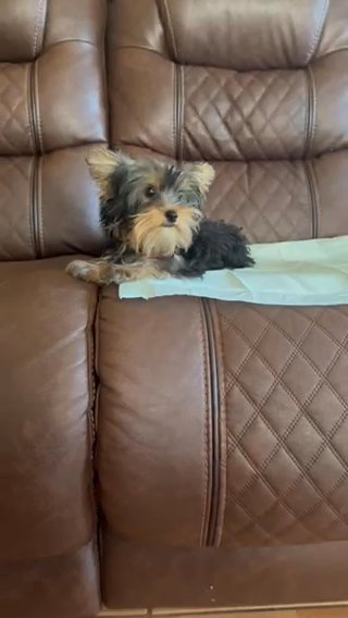 Female Yorkie Puppy in Riverside, California