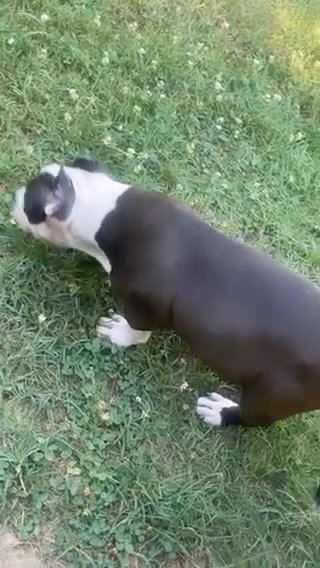 American Bullies in Nashville, Tennessee