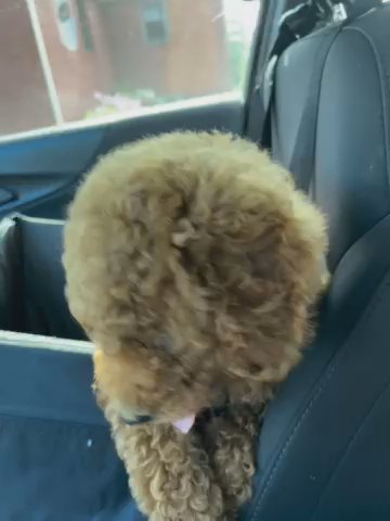 Cavapoo in Pasadena, Maryland