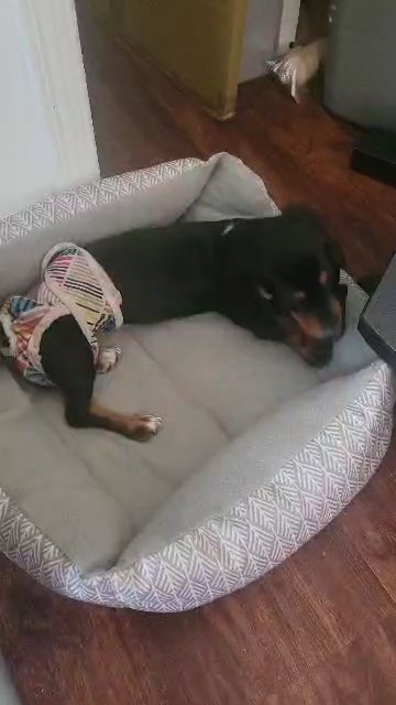 Female Short Haired Miniature Dachshund in Montgomery, Alabama