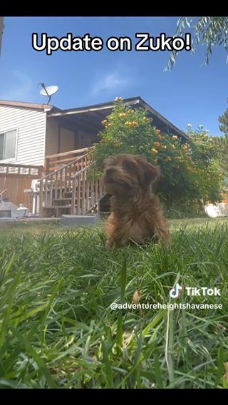 SOLD! - Zuko - UPDATE - Champion-line Sable Red Puppy in Spanish Fork, Utah