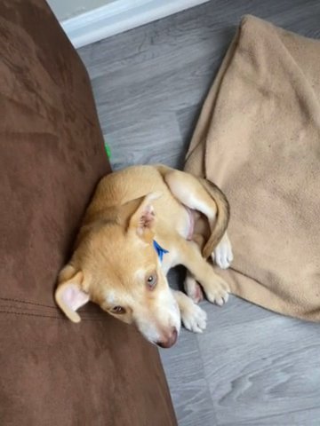 Trying To Find Rex A New Home ? in Charlotte, North Carolina