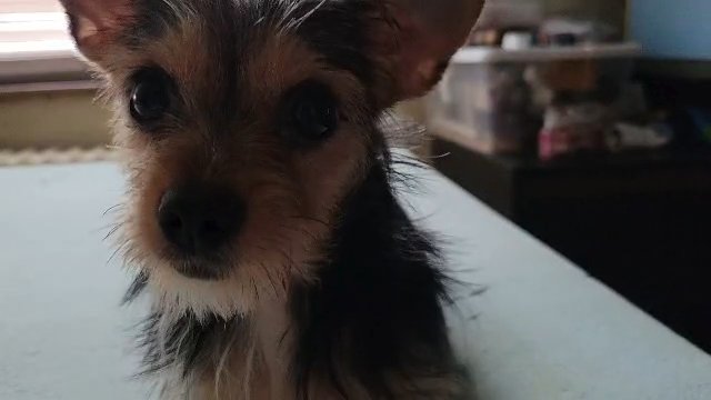 Chorkie in Pittsburgh, Pennsylvania