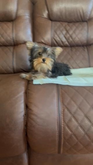 Female Yorkie in Riverside, California