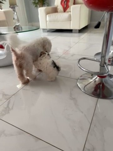 Selling a girl pup! in Holiday, Florida