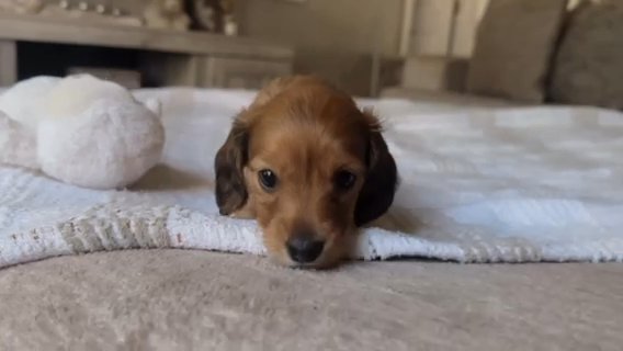 Beautiful Mini Chocolate Based Shaded Red Dachshund Puppy in The Villages, Florida