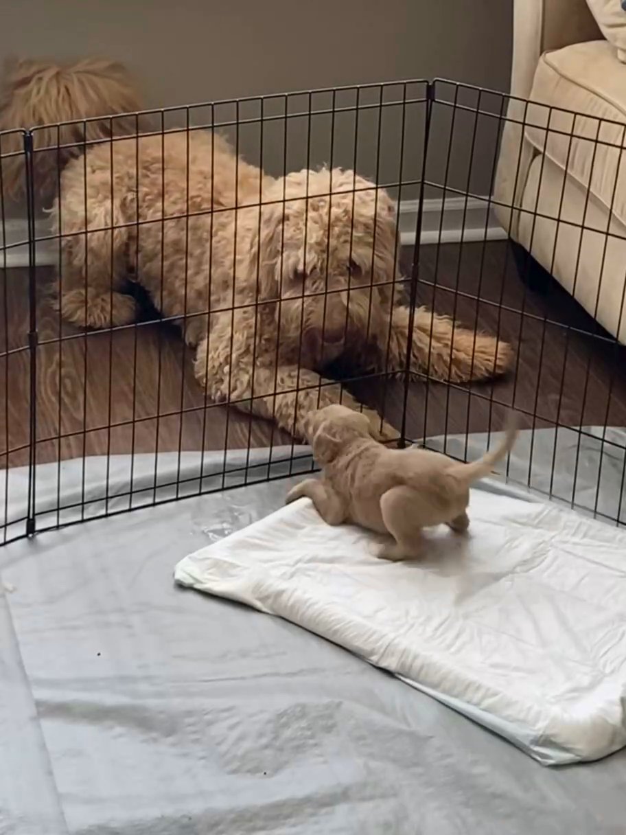 Goldendoodles Puppies in Charlotte, North Carolina