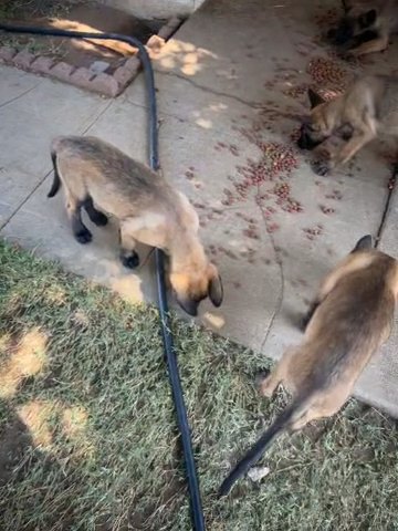 Full breed Belgian Malinois puppies looking for a loving home in Riverside, California