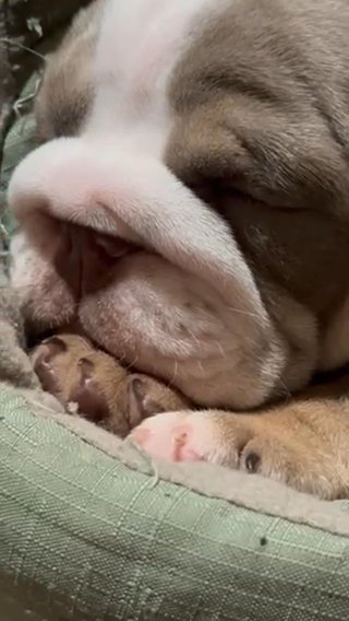 SOLD- Rosie? Super sweet, shy baby bulldog in Dallas, Texas